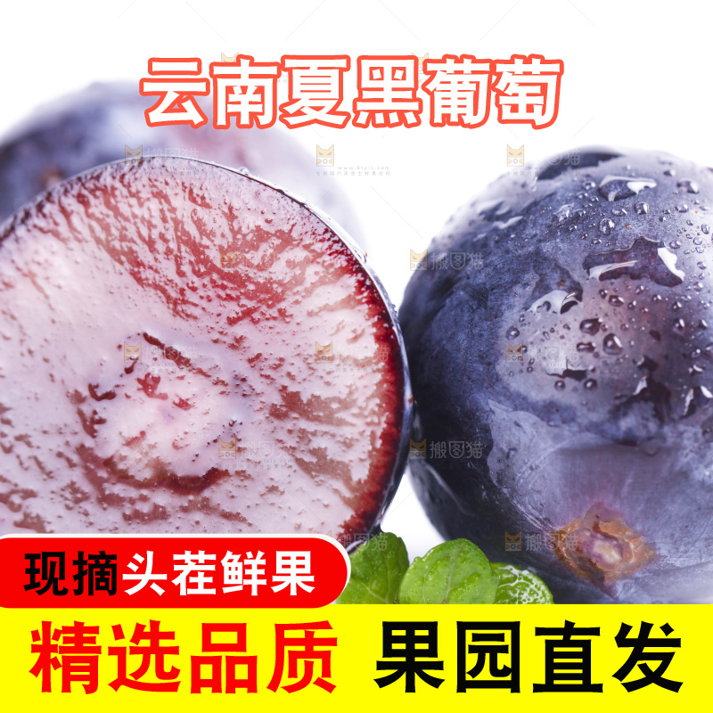 白底上放着夏黑加仑葡萄