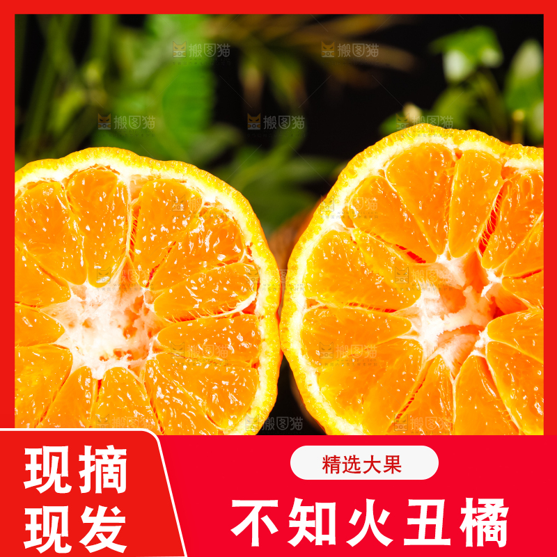 手里拿着新鲜丑橘