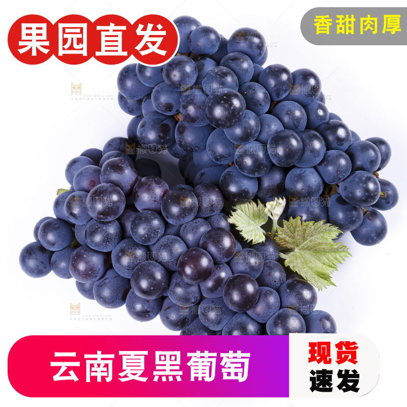 白底上摆放着巨峰葡萄