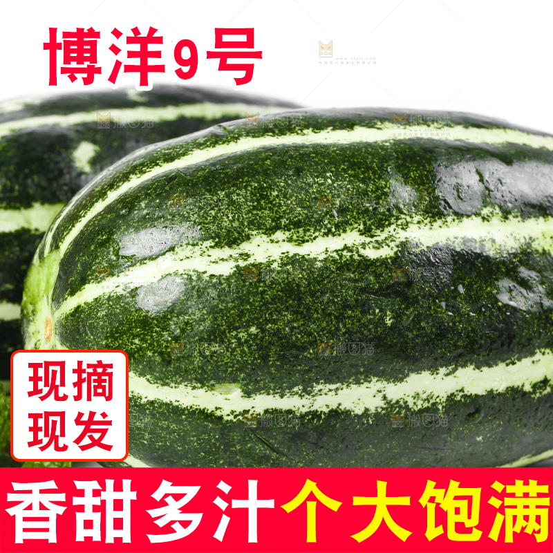 白底上摆放着花皮甜瓜