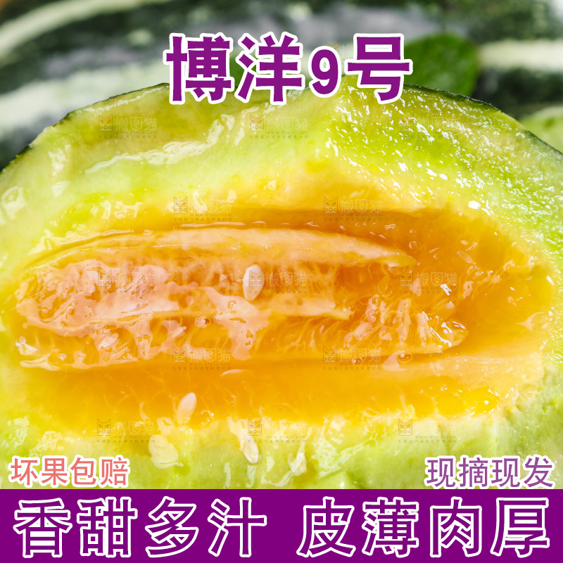 手里拿着博洋香瓜