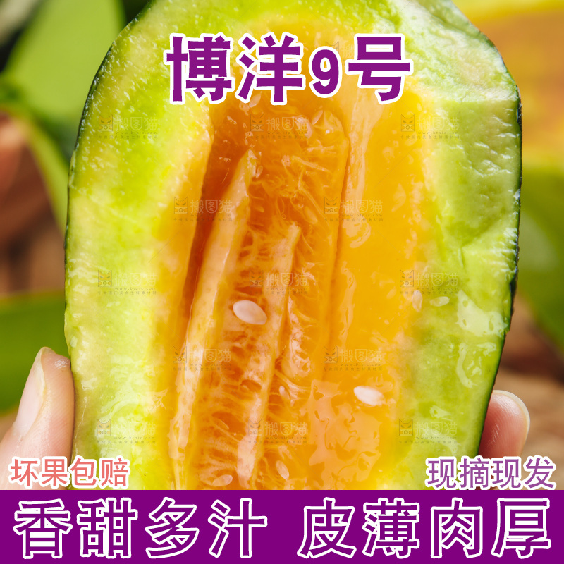 手里拿着博洋香瓜