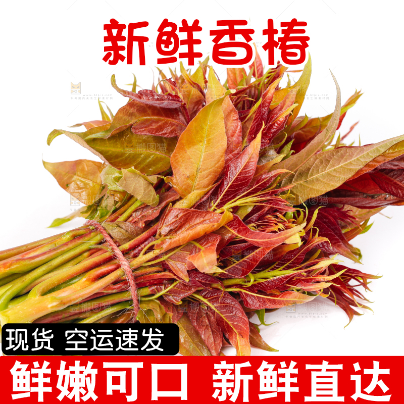 白底上摆放着香椿芽