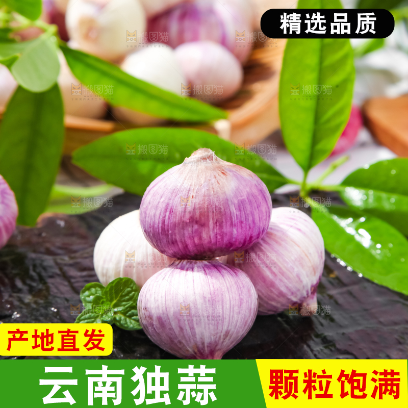 深底上摆放着紫皮独蒜