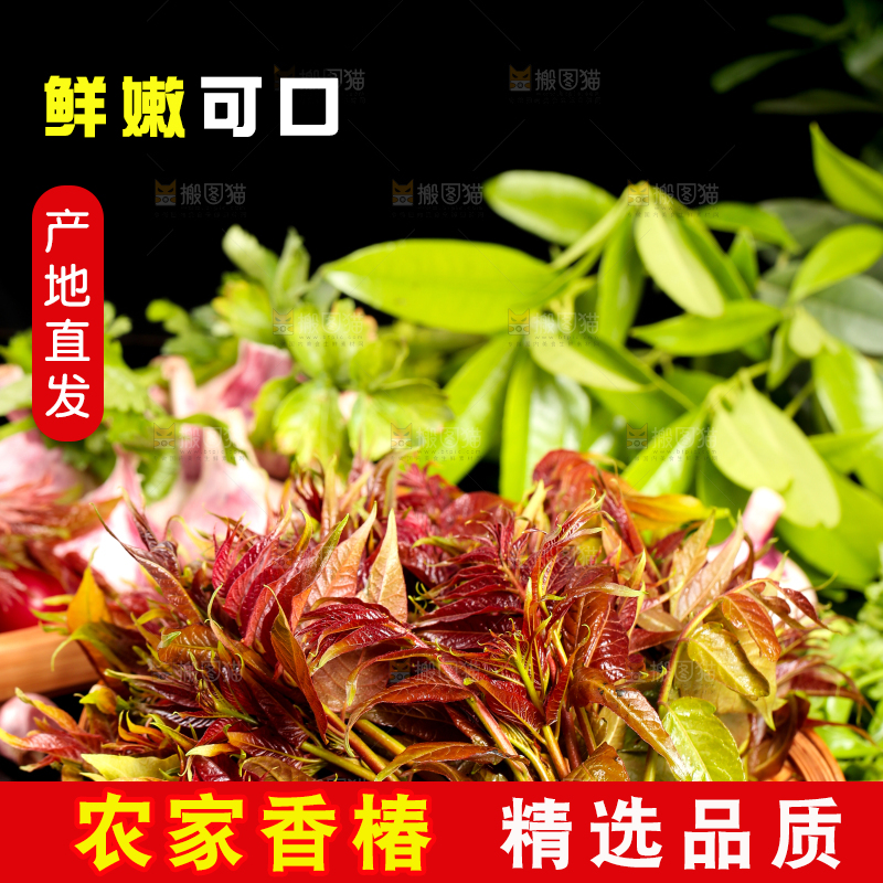 木底上摆放着一把香椿