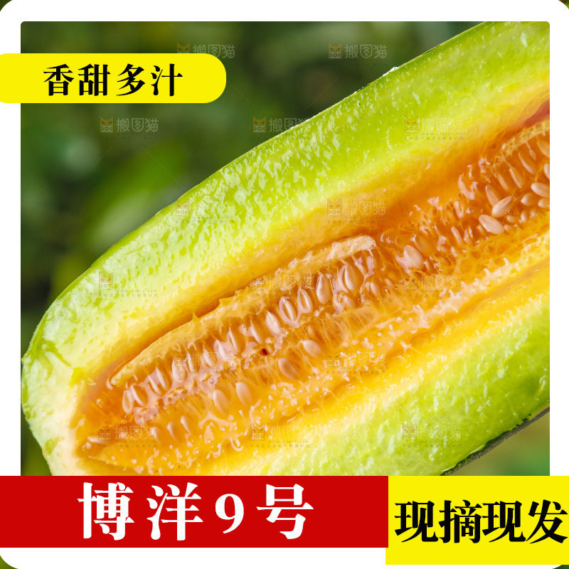 手里拿着博洋甜瓜
