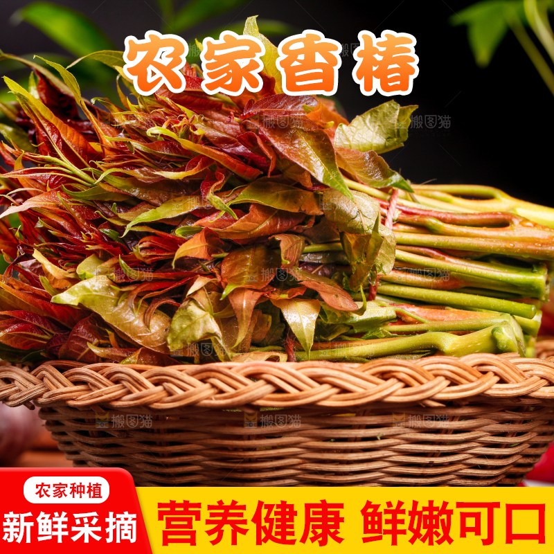 篮子里装着新鲜香椿苗