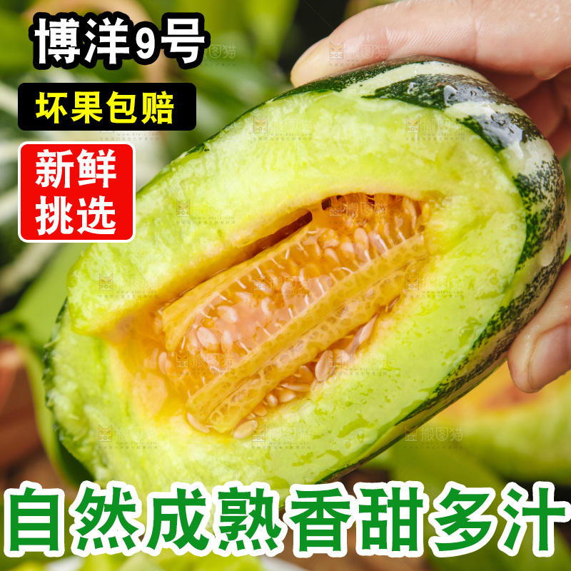 手里拿着博洋甜瓜