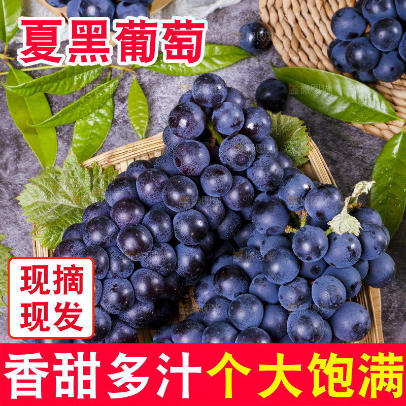 木底上摆放着夏黑无籽葡萄