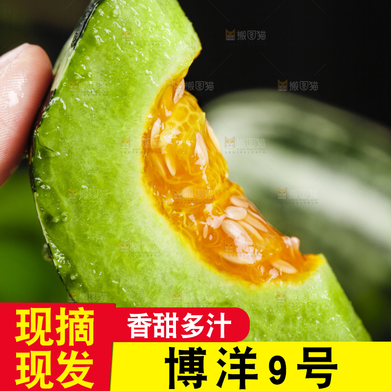 手里拿着博洋甜瓜