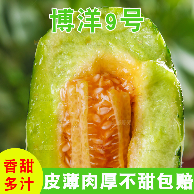 手里拿着博洋甜瓜