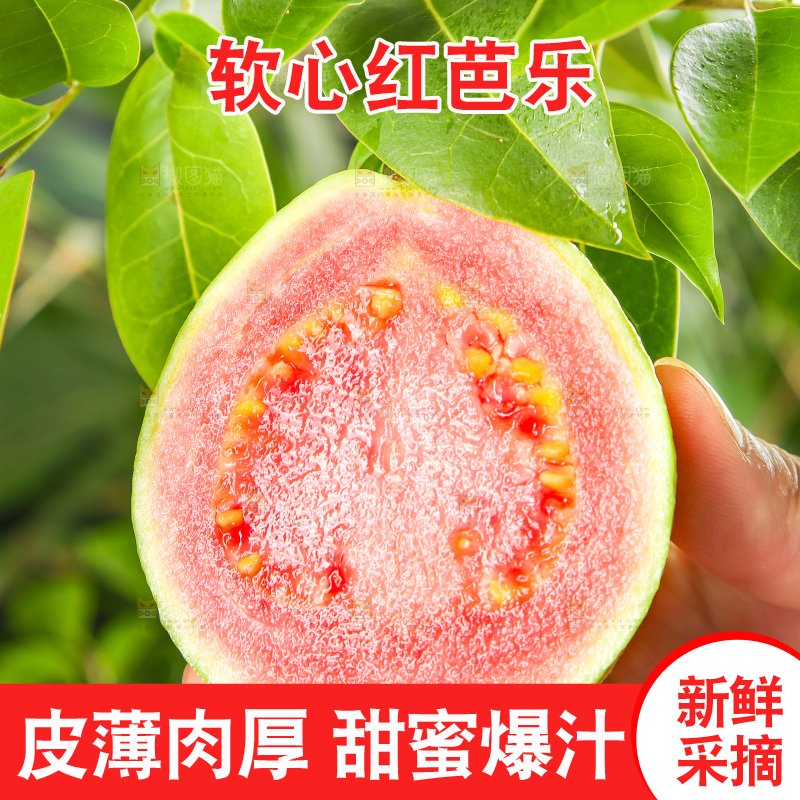手里拿着红心番石榴