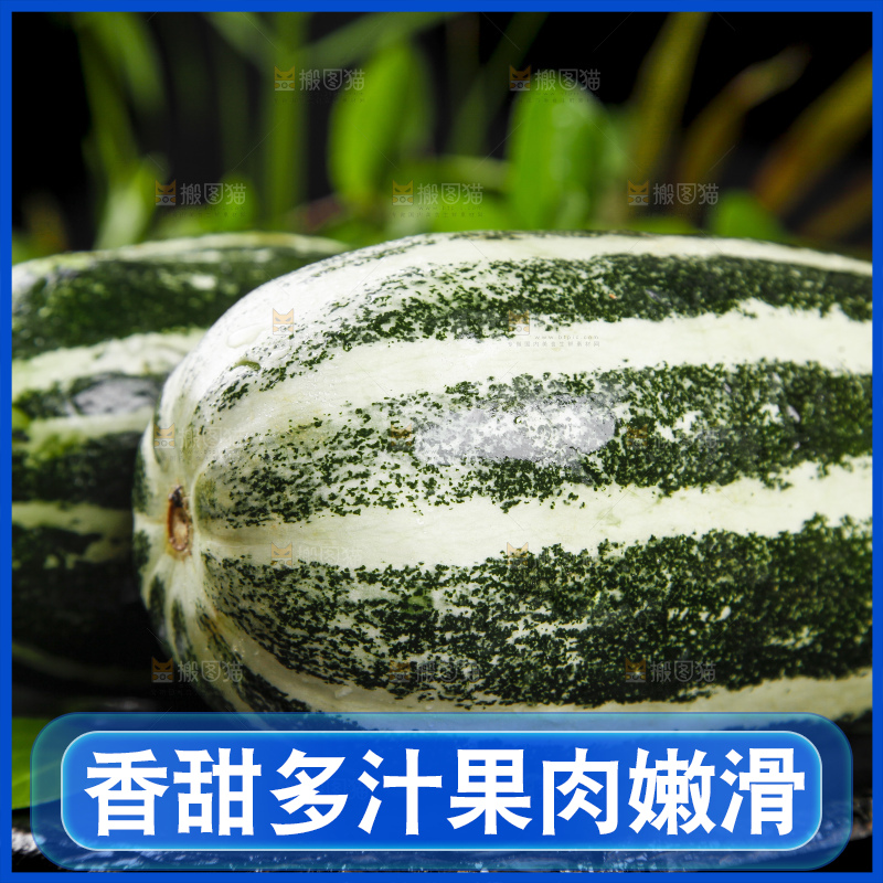 黑底上放着博洋9号甜瓜