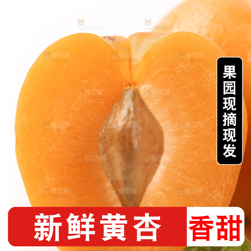 白底上放着山东大黄杏