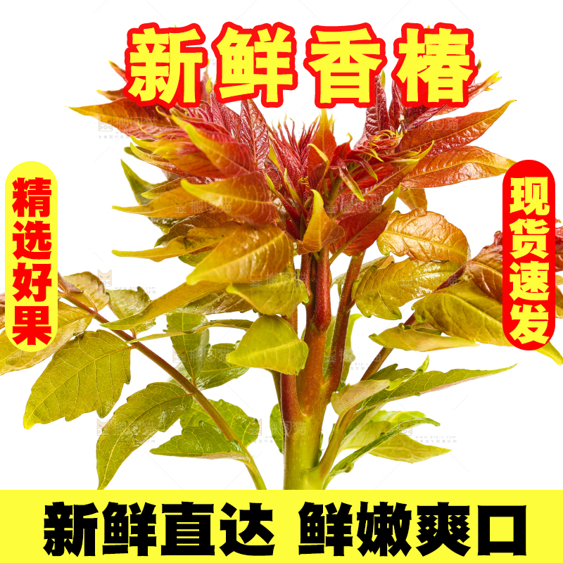 白底上摆放着香椿芽