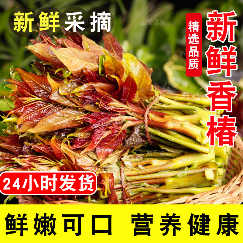 篮子里装着新鲜香椿苗