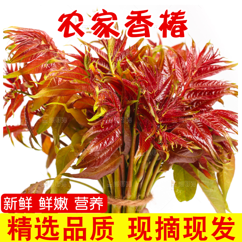 白底上摆放着新鲜香椿苗