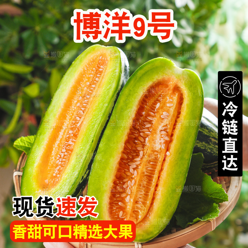 手里拿着一篮山东博洋9号甜瓜