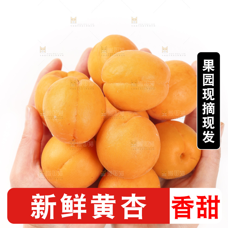 手里捧着一把金太阳大黄杏