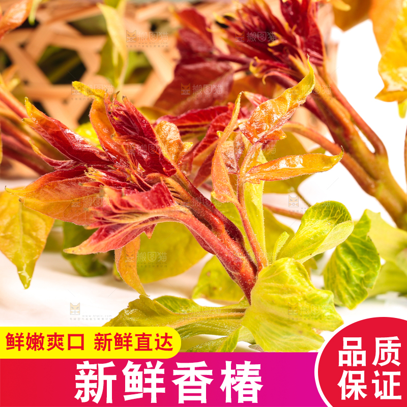 白底上摆放着新鲜香椿苗