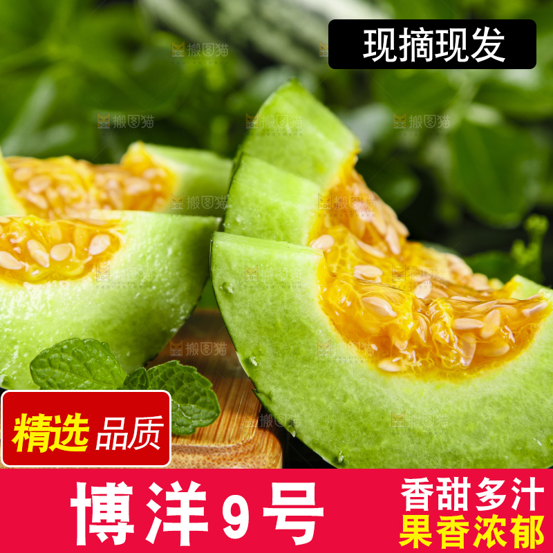 木底上摆放着羊角蜜甜瓜