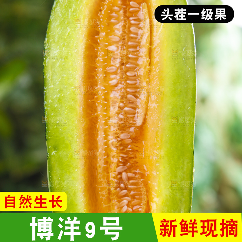 手里拿着博洋香瓜