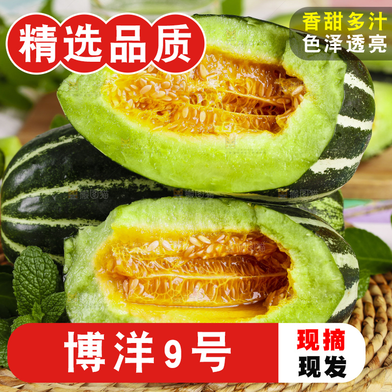 编织垫上放着博洋9号甜瓜