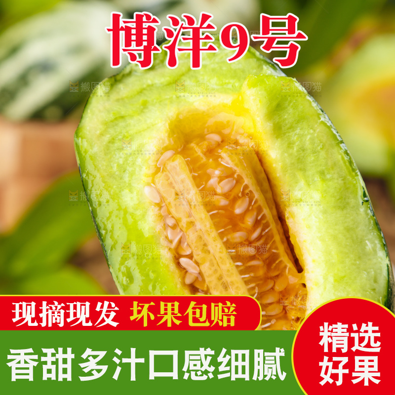 手里拿着博洋甜瓜