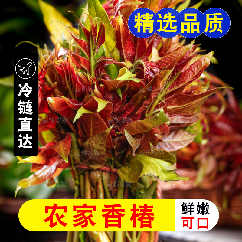 深底上放着香椿芽