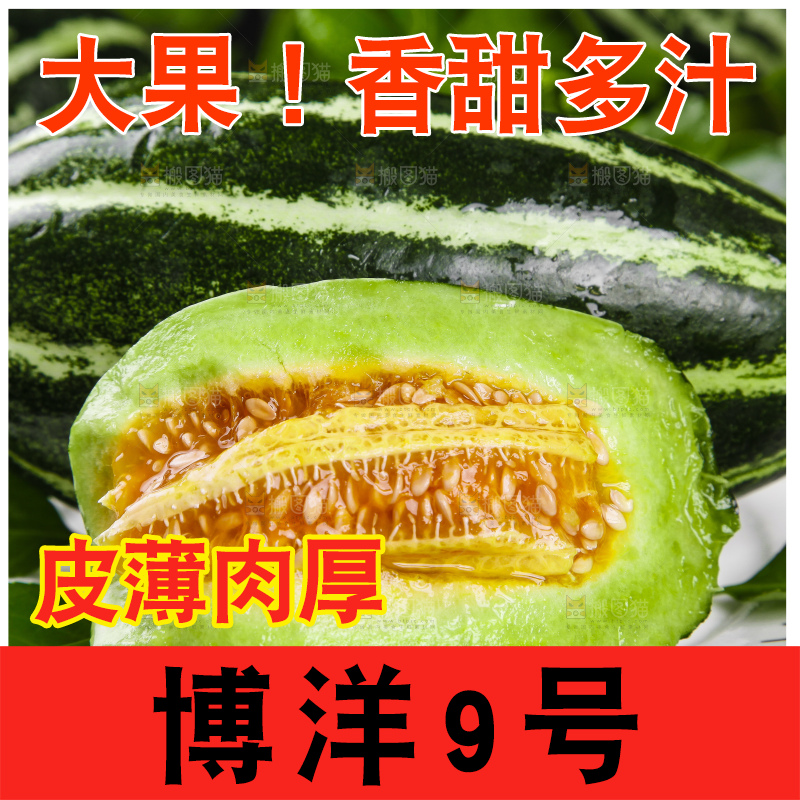 盘子里装着山东博洋9号甜瓜