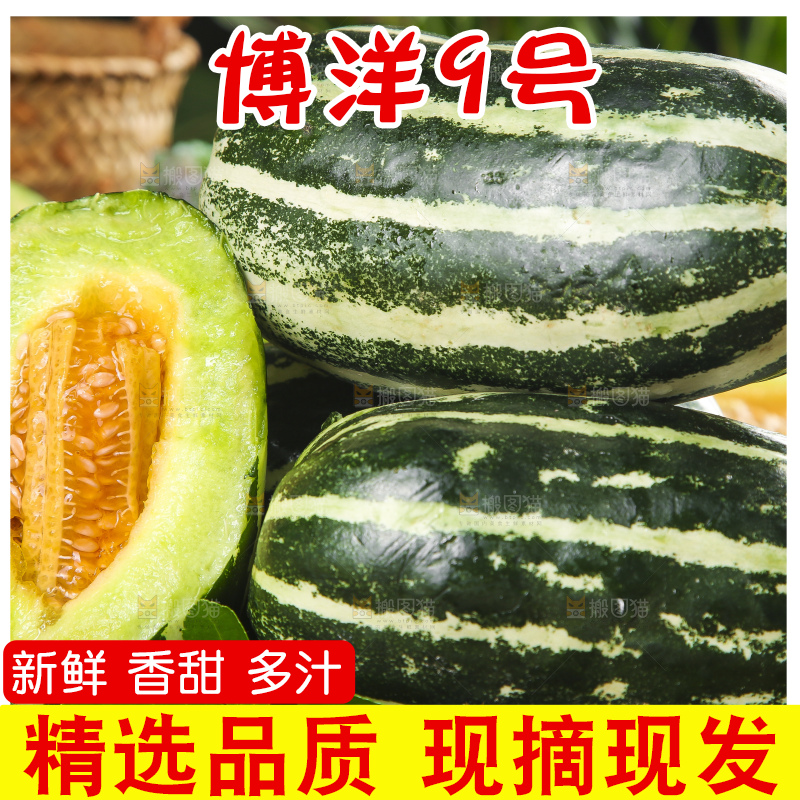 黑底上摆放着博洋香瓜
