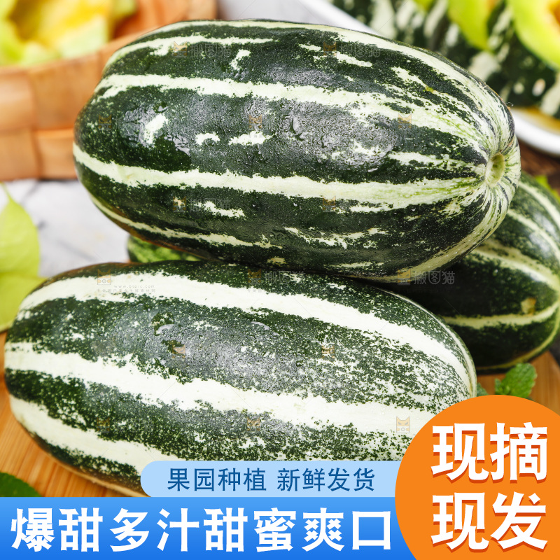 木底上摆放着山东博洋9号甜瓜