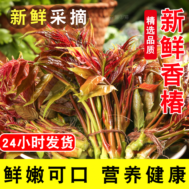 盘子里装着新鲜香椿苗