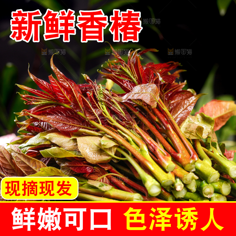 深底上放着香椿芽