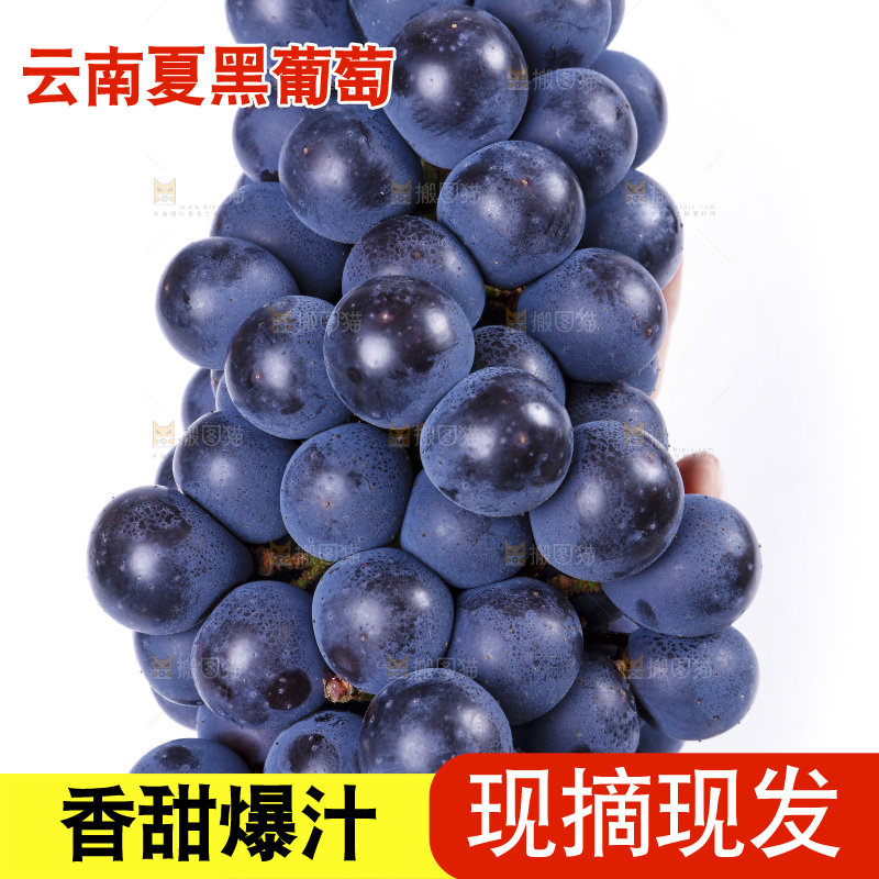 手里拿着一串黑加仑