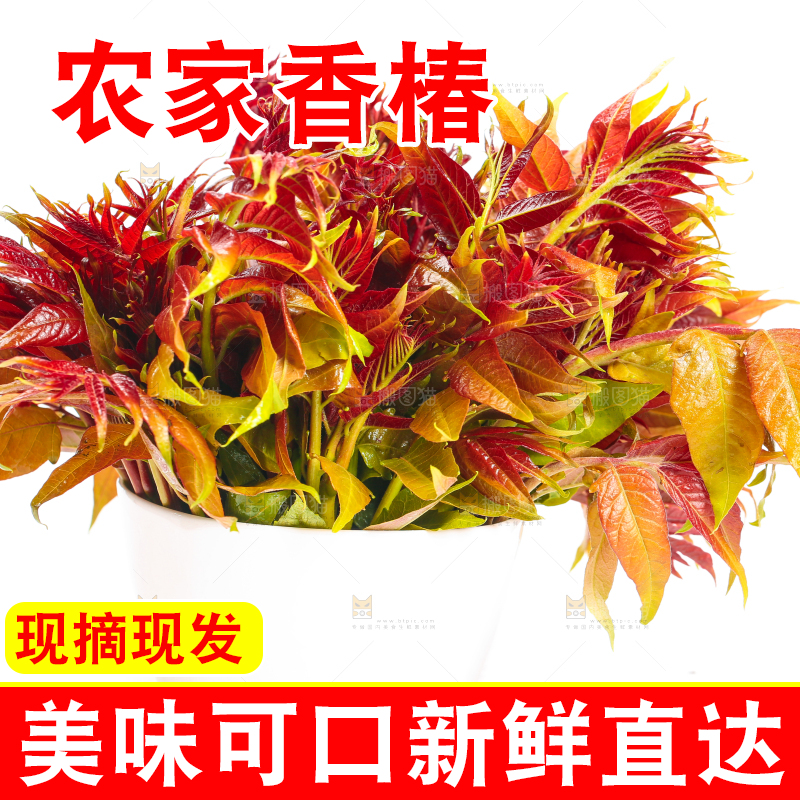 白底上摆放着新鲜香椿苗