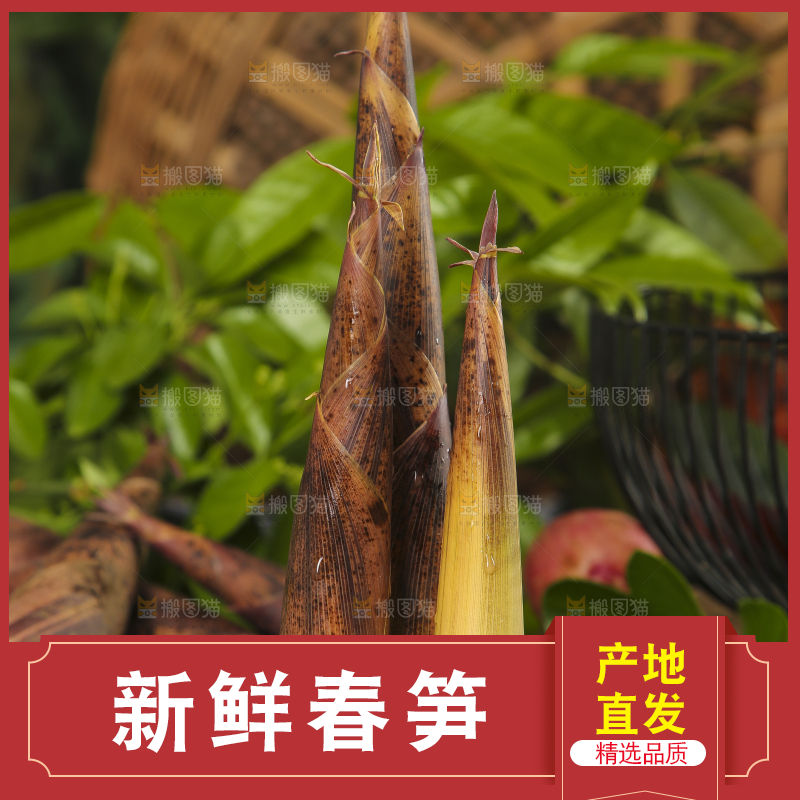 木底上摆放着春笋