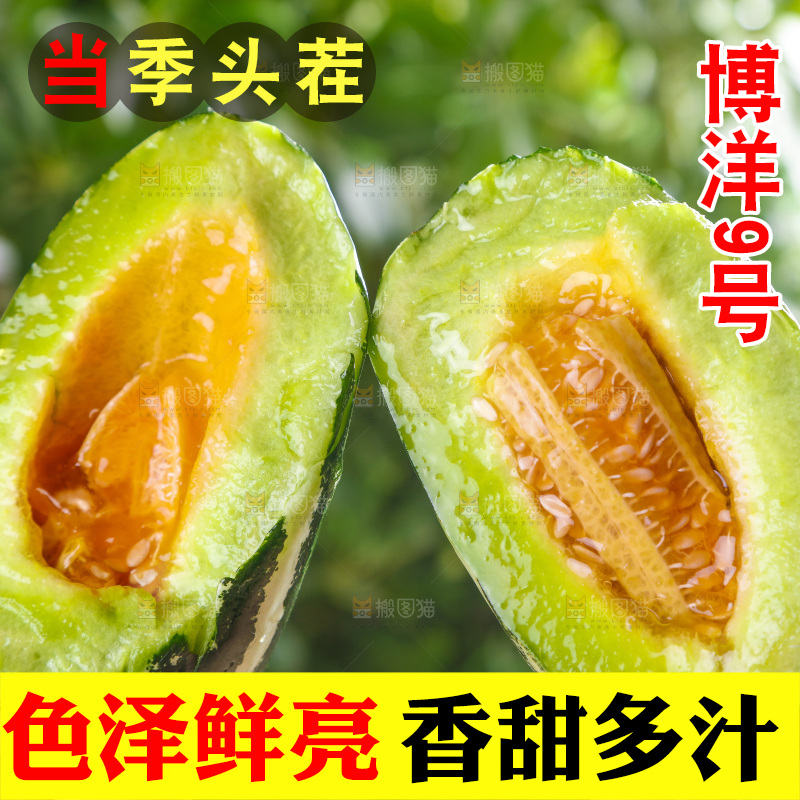 手里拿着博洋甜瓜