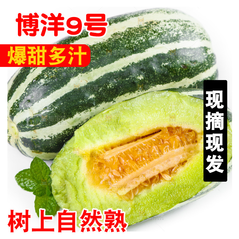白底上放着山东博洋9号甜瓜