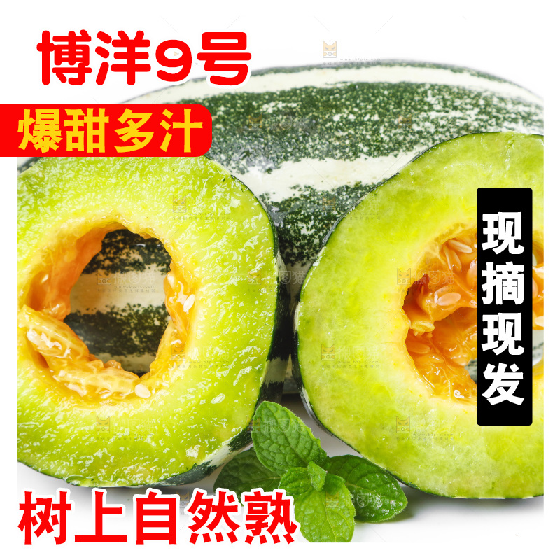 白底上放着山东博洋9号甜瓜