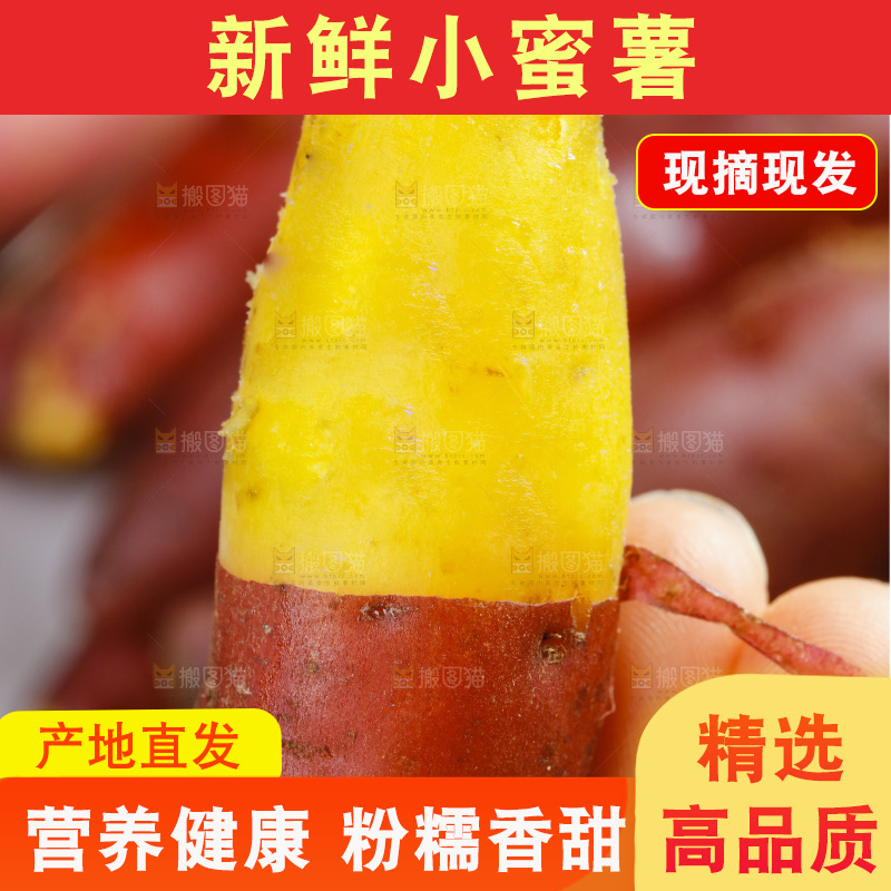 手里拿着天目山小香薯