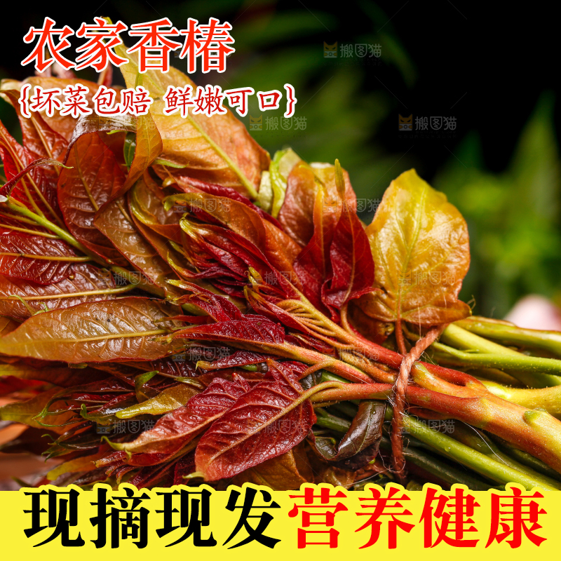黑底上摆放着秦岭香椿
