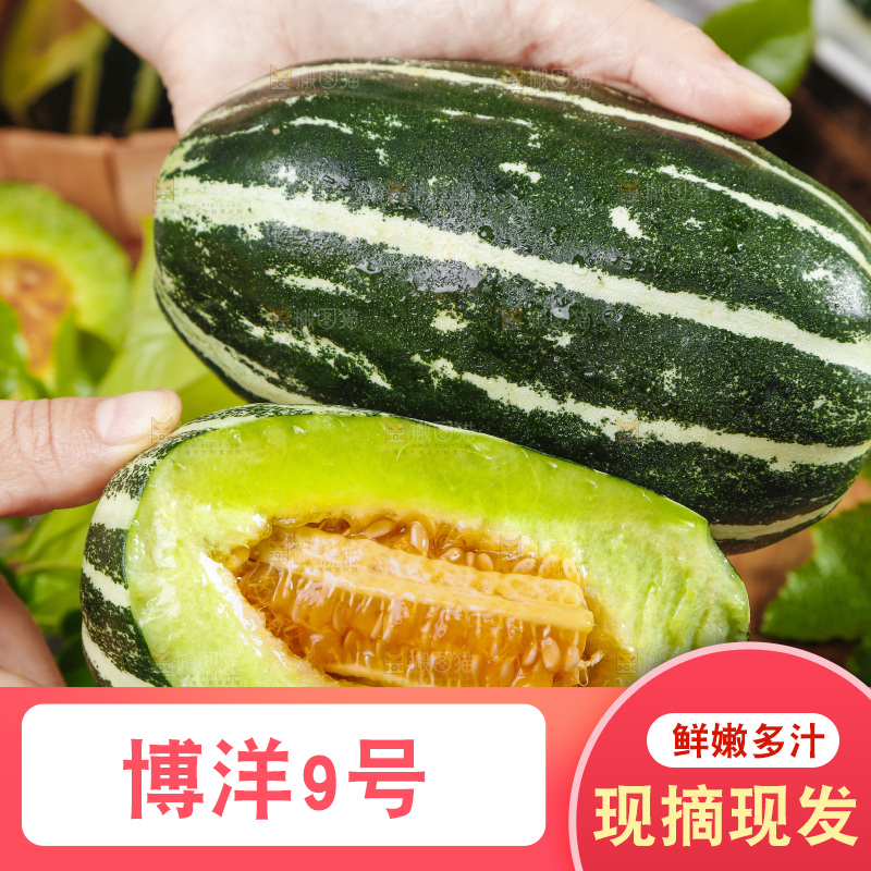 手里拿着酥蜜9号