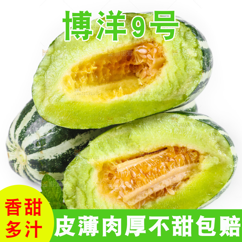 白底上放着山东博洋9号甜瓜