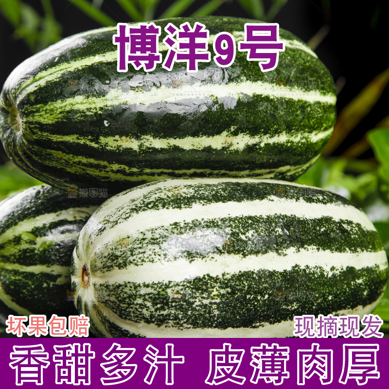 黑底上放着博洋9号甜瓜