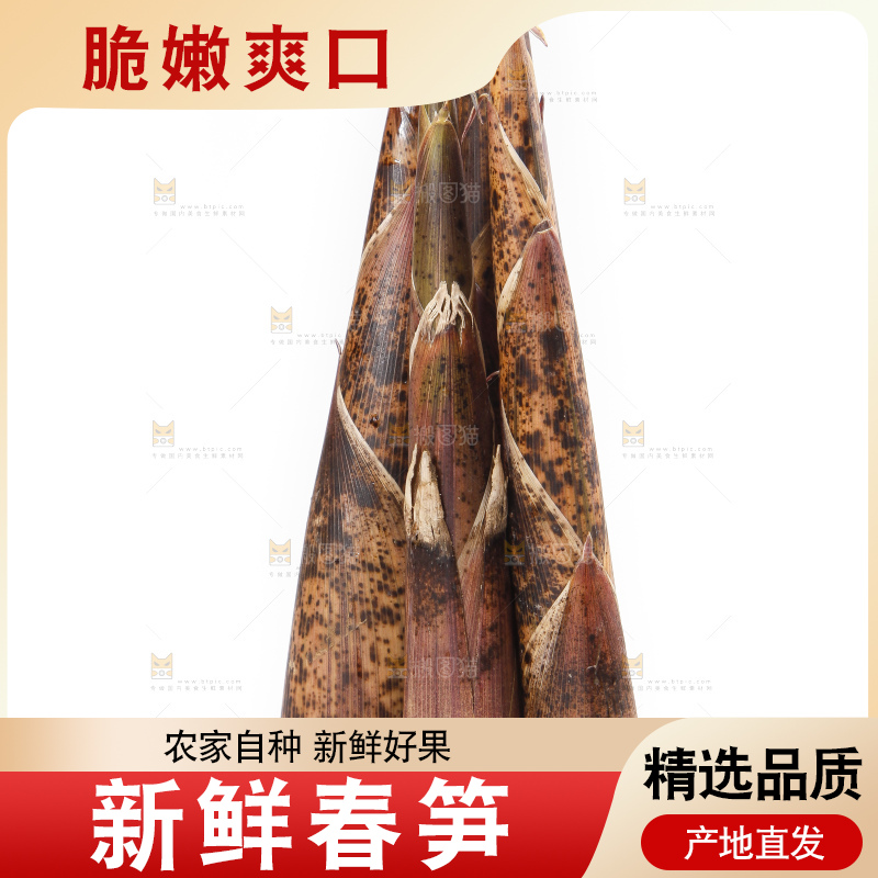 白底上摆放着春雷笋