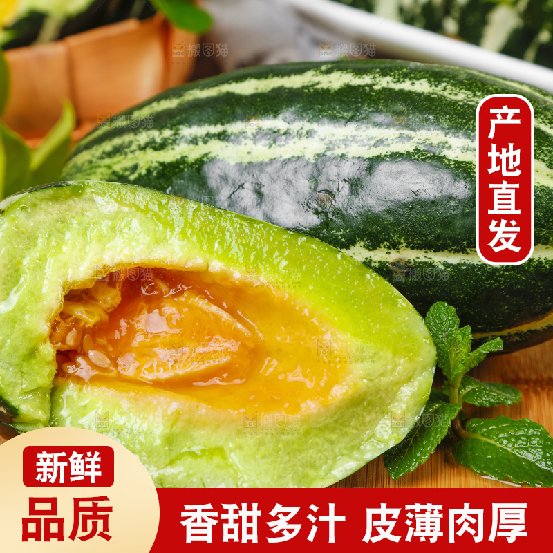 木底上摆放着山东博洋9号甜瓜