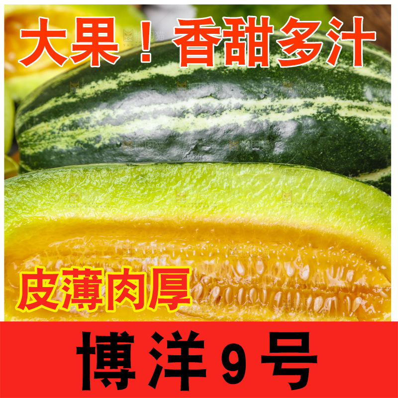 木底上摆放着山东博洋9号甜瓜
