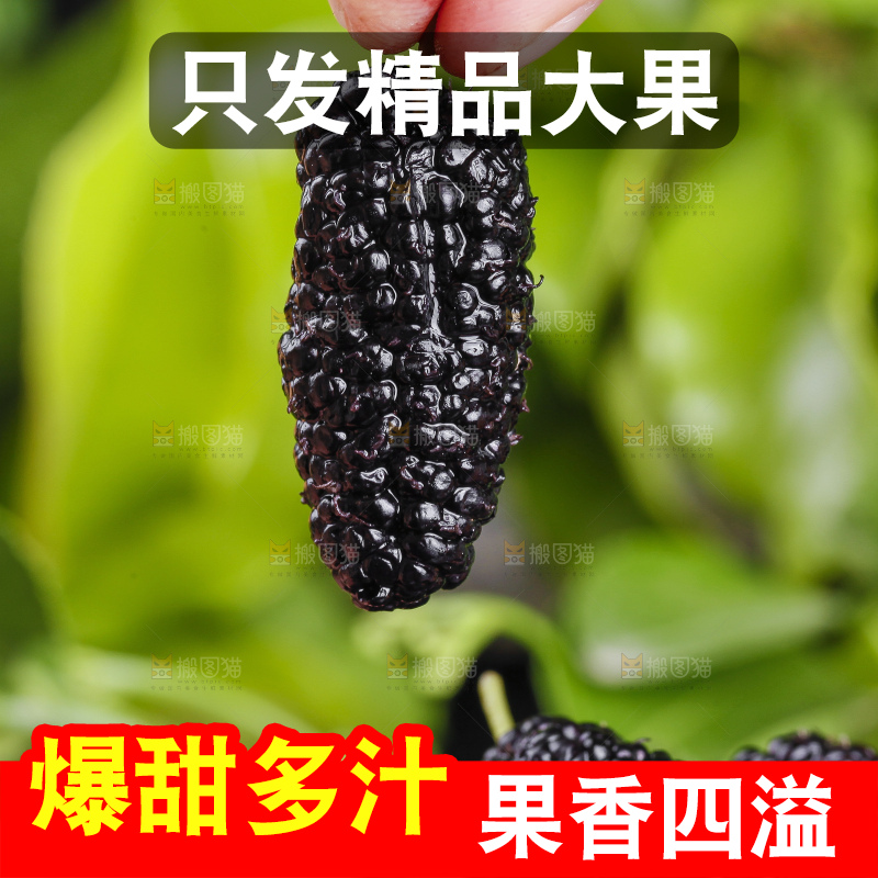 手里拿着桑葚