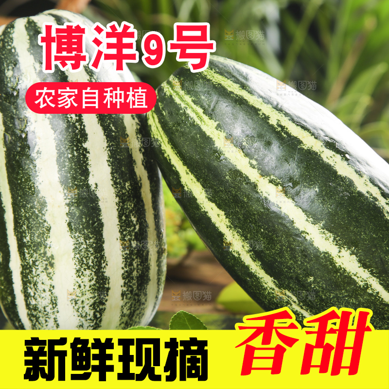 黑底上摆放着博洋香瓜